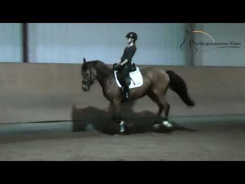 Hello Beauty *2012 www.pferdesportservice.de