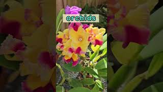 ☺️ A Perfect Harmony of Hues with Dual-Colored Orchids! #BestGardenDreams #flowers  #orchids