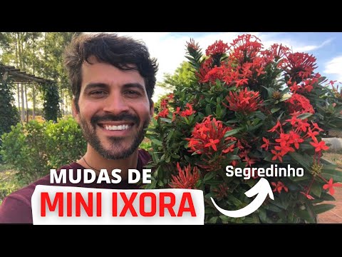 Como FAZER mudas de Mini Ixora | passo a passo e um segredinho