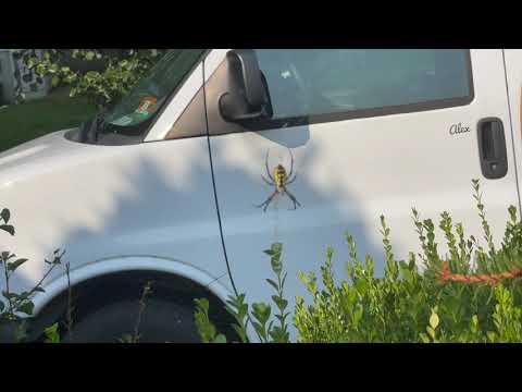 Yellow Garden Spider Found on Front Porch in Manalapan, NJ