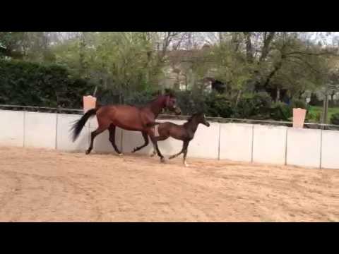 Connor Rettenmeier Fohlen