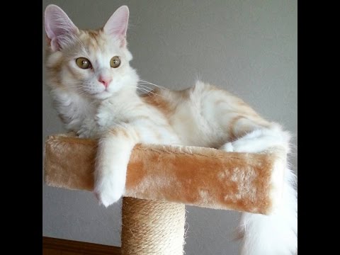 かわいい猫の休日　うちの多忙なモデル猫　Cute cat's holiday