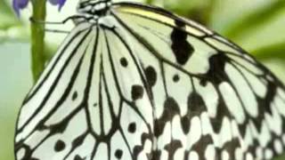 Nature's Lullaby...Tony O'Connor