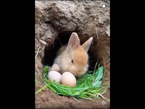 cute rabbit eating eggs 🥚🐇🐥 and playing duck. cute rabbit enjoy your life #rabbit #short #shorts