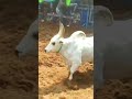 Karur Vellai Mass