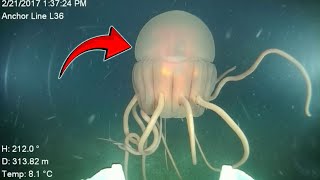 Terrifying Deep Sea Creatures; Scientists Recently Discovered!