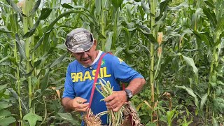 DEPOIS DA SECA, A FARTURA DAS CHUVAS NO SERTÃO