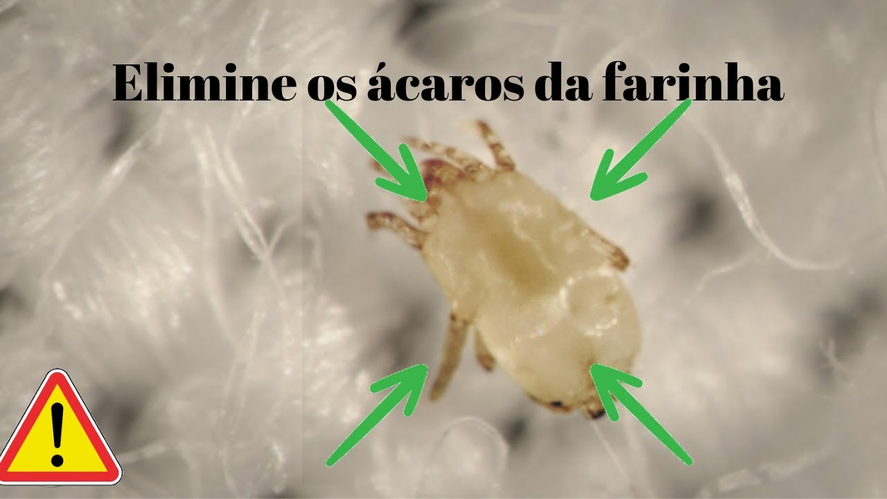 Watch Now Como eliminar com o Ɣcaro da farinha do trigo Como eliminar com o Ɣcaro da farinha do trigo