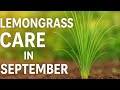 "Lemongrass Plant Care in September | Easy Tips for Healthy Growth"