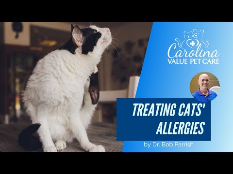 Cat Allergy treatment