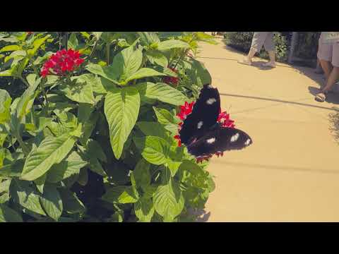 Bribie Island Butterfly House
