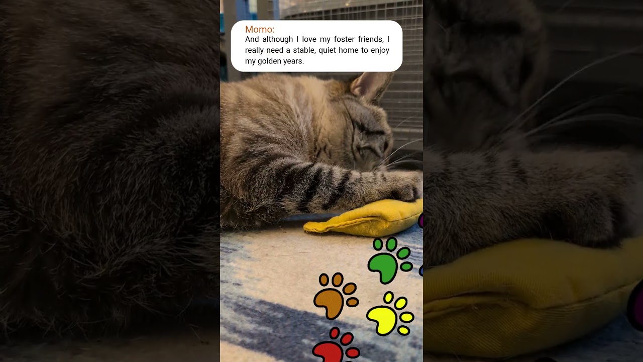 Enlarge Momo, a Adoptable Domestic Short Hair in Downers Grove, IL video 2/6