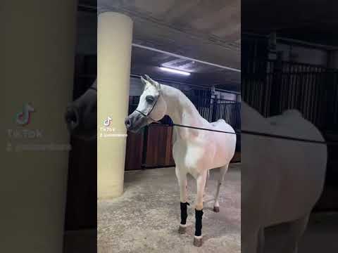 poseidon os vs sg labib