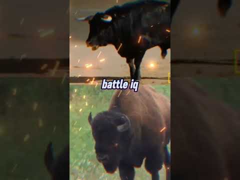 Tournament episode 12 | Bull vs Bison | #edit #animal #tournament |