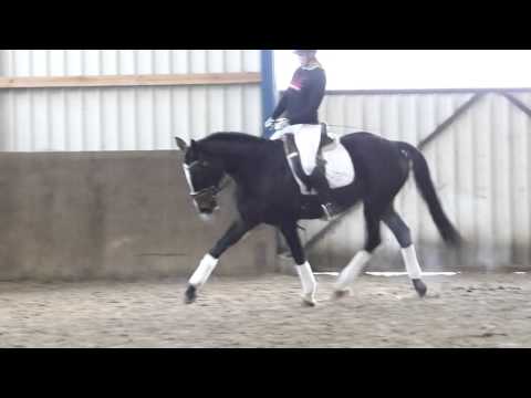 4jährige Stute von Farewell III / Rotspon, kurz angeritten