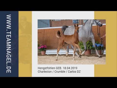 Katalog Nr. 15 - Caspar * Hengstfohlen * Charleston / Crumble / Carlos DZ