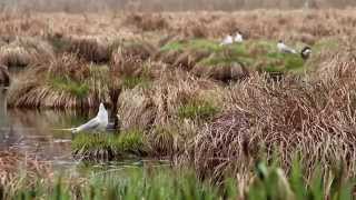 preview picture of video 'Lachmöwen Oberbeuren Kaufbeuren'