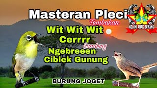 Download lagu Masteran Pleci Sejaluran Ngebreen Cigun Sambung wit wit wit cerrrr dengan Tambahan Suara Langka mp3 Download lagu Masteran Pleci Sejaluran Ngebreen Cigun Sambung wit wit wit cerrrr dengan Tambahan Suara Langka mp3