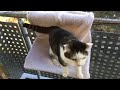 A Conversation With My Cat On A Freezing Winter S Day