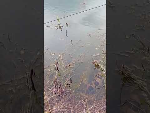 filmei essa cobra na represa da região de Castelândia Go