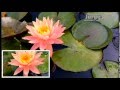 Nymphaea Sunny Pink 