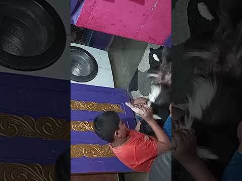 Funny 🤣 pet dog 🐶