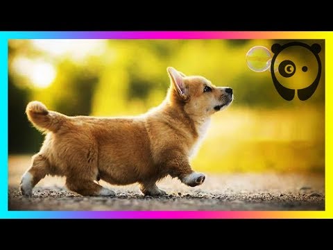 I Capture The Whimsical Side Of Dogs In My Photography Video