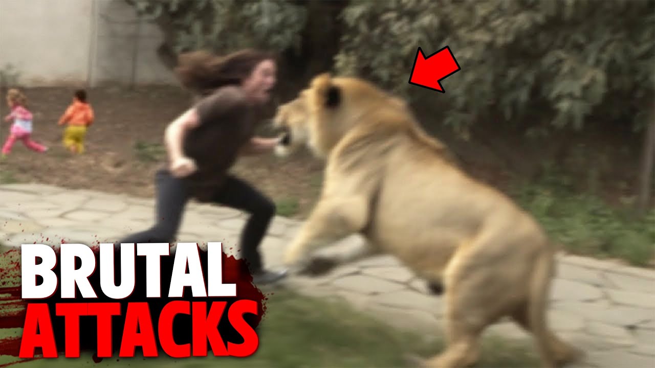 1 Hour of People EATEN ALIVE After Sneaking Into Zoo Enclosure!