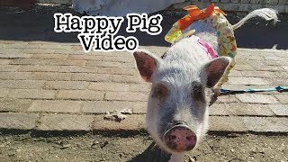 ADORABLE PIGS DANCING to new Katie Herzig song &#39;Beat of Your Own&#39;