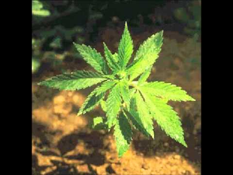 MC DALESTE E YOSHI - NUNCA VENDEU MACONHA.