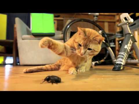 Tired of insects? A perfect non-toxic insect/bug exterminator: the cat! (insect vs cats compilation)