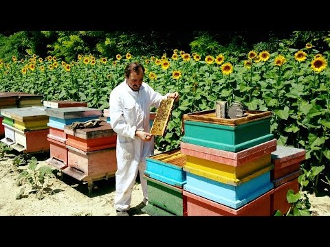 Apicoltura Luca Finocchio Honey