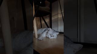 癒しすぎる… #ブリティッシュショートヘア #シルバータビー #サバトラ #猫 #猫動画 #猫のいる暮らし #癒し #かわいい #ねこ #cat #cute #british #kitten