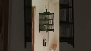 Download lagu glatik bahan ombyokan ajar bunyi mp3 Download lagu glatik bahan ombyokan ajar bunyi mp3