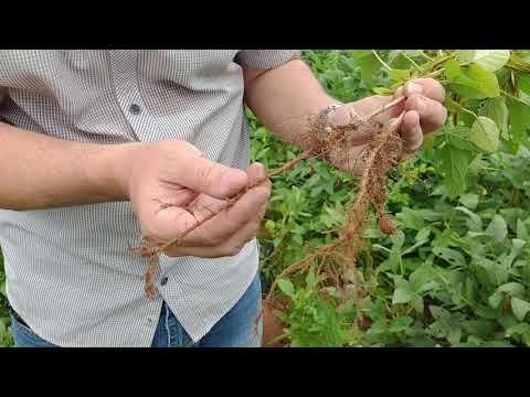 Aula prática 2 - Fitopatologia I - Coleta de amostras