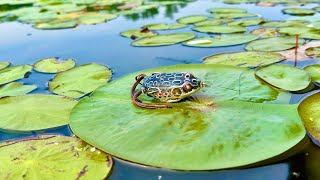 Catching Bass DEEP in the Lily Pads!
