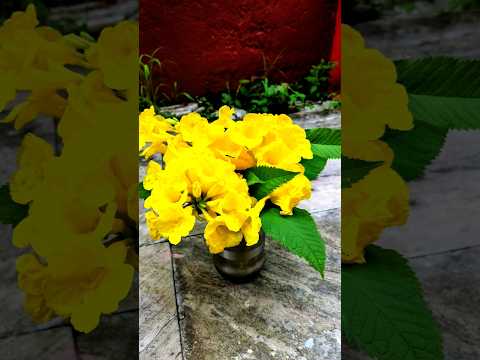 Bloomed Tecoma stans #tecoma #flower #viralvideo #floral #durgapuja #shortvideo #india #nature