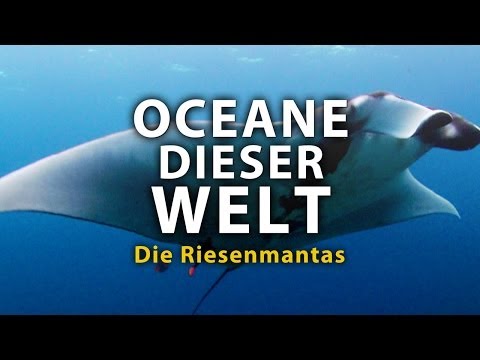 Oceans of the World - The Giant Manta Rays (2011) [Documentary] | Film (German)