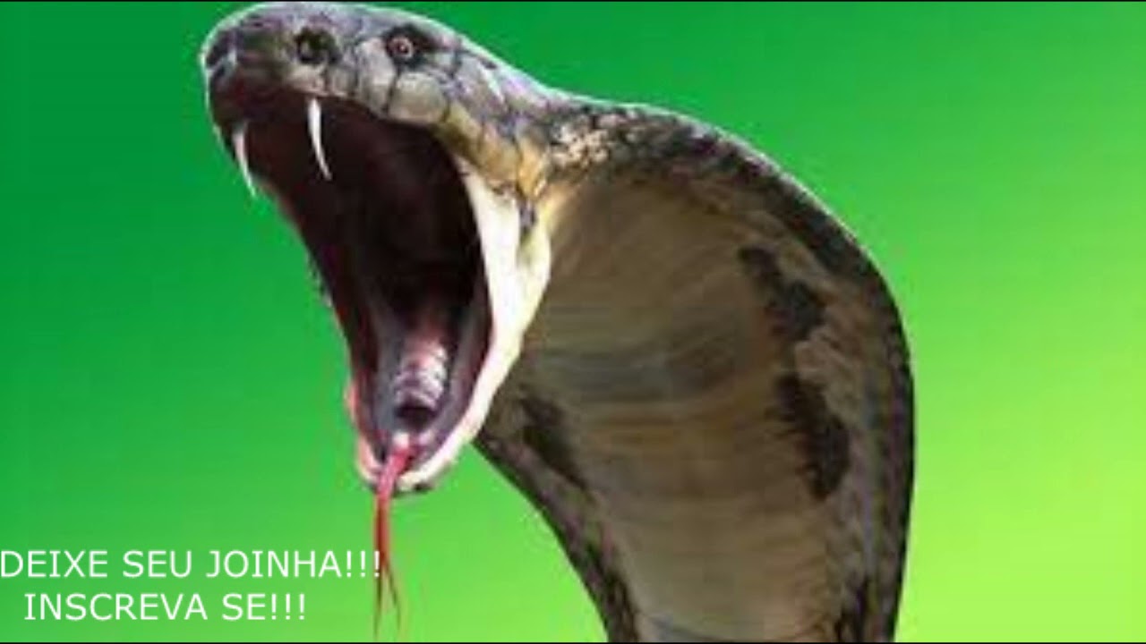 DESAPAREÇA COM A RIVAL INÉDITA