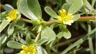 Purslane- One Of The Best Weeds You Will Eat