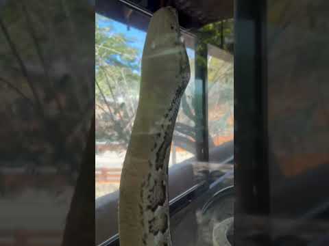 Cobra Baluarte #ilocossur #vigan #viganilocossur #baluarte #philippines