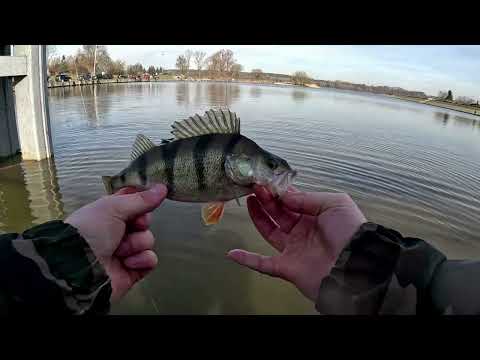 Rzeka Wisła / okonie w lutym 2024 / port nowy Duninów / odc. 51