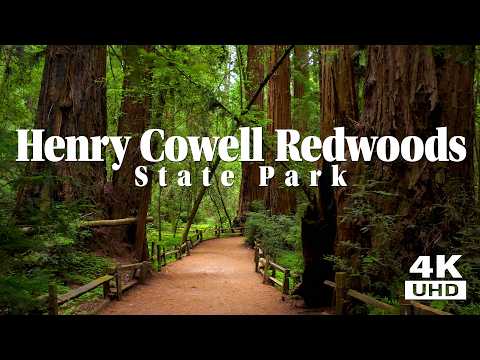 Old Growth Redwood Grove - Henry Cowell Redwood State Park - Best Redwood Forest Walk In Santa Cruz!