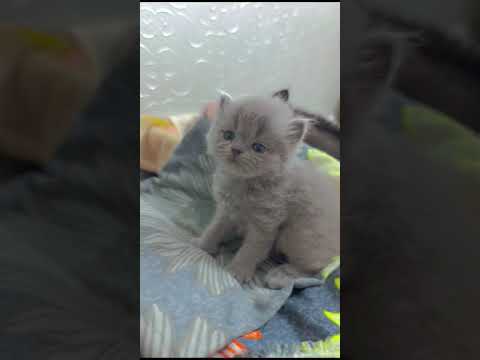 😺♥️#catlover #catvideos #catshorts #catsoftiktok