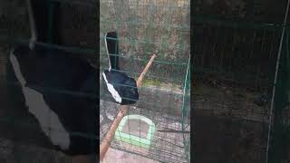 Download lagu Reaksi Kacer Jinak Ini Saat Digoda mp3