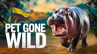 Pablo Escobar’s Hippos: From Private Zoo to Environmental Crisis