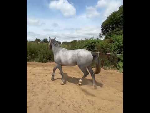 Cracking little 3 yr old ISH filly - Image 2