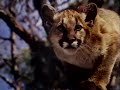 Disney S Shokee The Everglades Panther Season 21 Ep 3