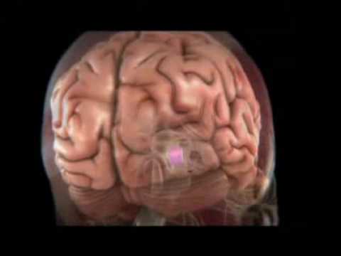 How the Brain Works: Hypothalamus