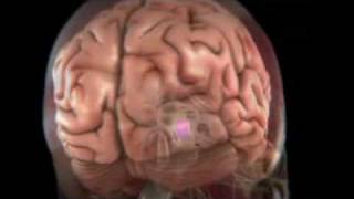 Brain - Hypothalamus